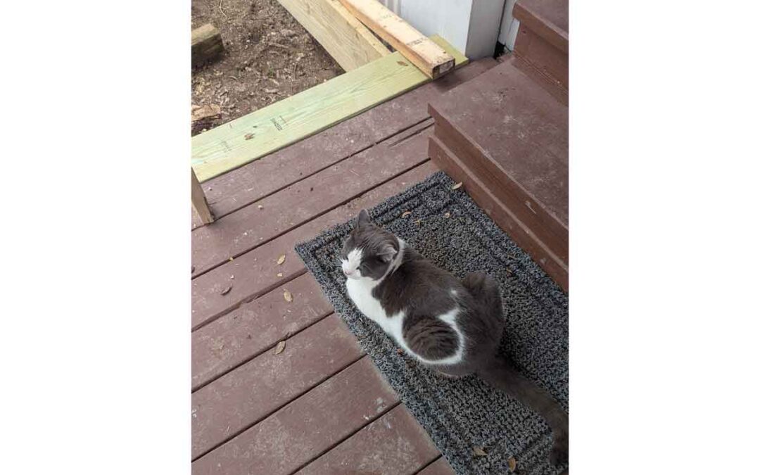 Expanding Our Blanco Farmhouse Deck: A Hog Panel Railing Renovation