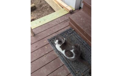 Expanding Our Blanco Farmhouse Deck: A Hog Panel Railing Renovation